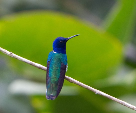 Photo (14): White-necked Jacobin