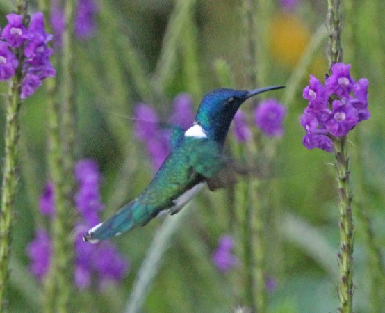 Photo (20): White-necked Jacobin