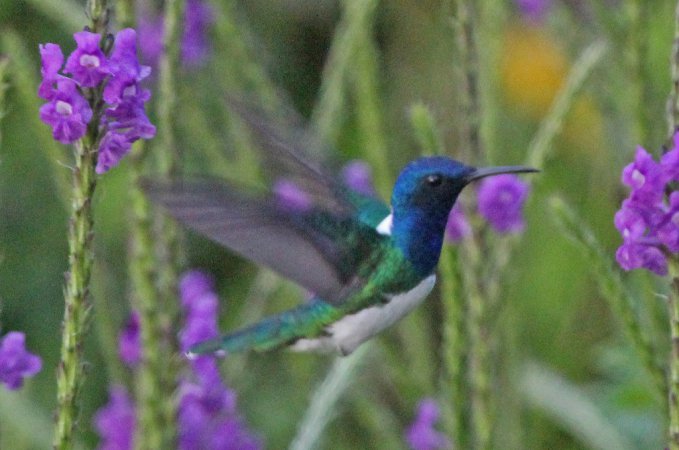 Photo (18): White-necked Jacobin