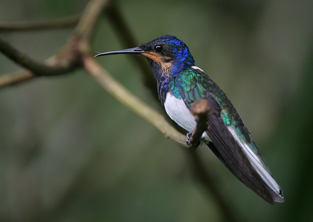Photo (19): White-necked Jacobin