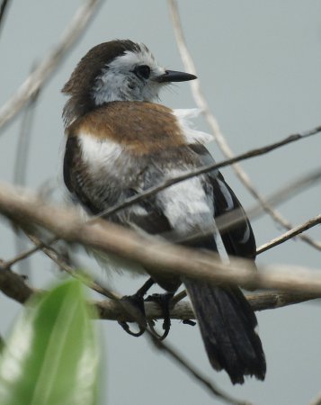 Photo (2): Pied Water-Tyrant