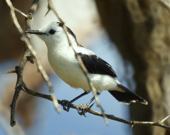 Photo (4): Pied Water-Tyrant