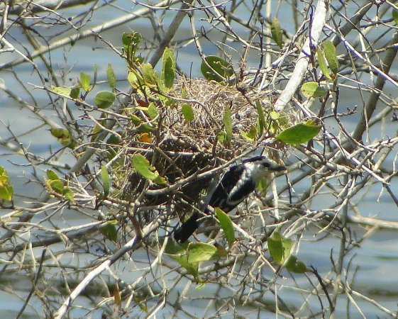Photo (19): Pied Water-Tyrant
