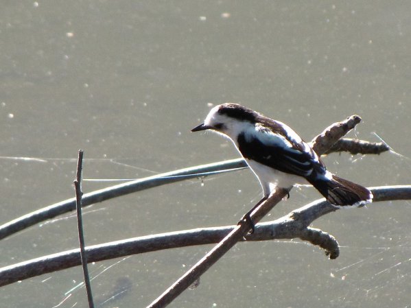 Photo (9): Pied Water-Tyrant