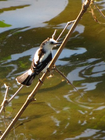 Photo (18): Pied Water-Tyrant