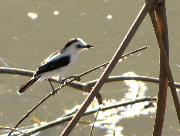 Photo (11): Pied Water-Tyrant