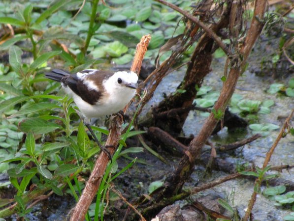 Photo (14): Pied Water-Tyrant