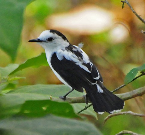 Photo (17): Pied Water-Tyrant