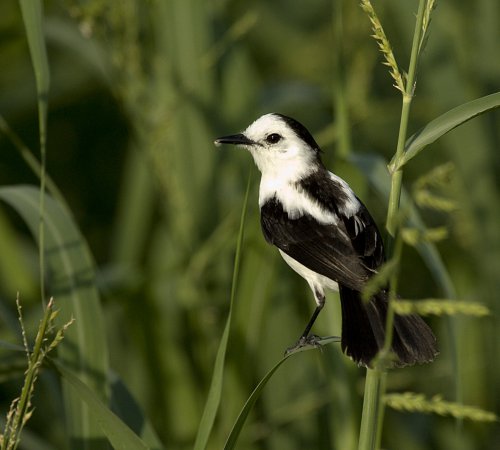 Photo (3): Pied Water-Tyrant