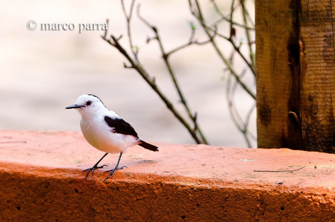 Photo (13): Pied Water-Tyrant