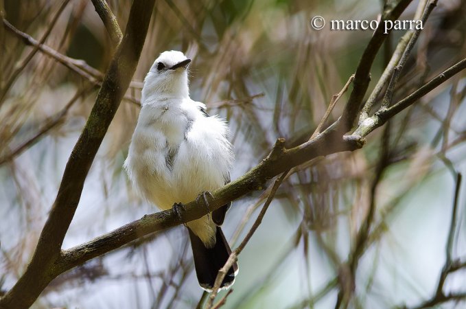 Photo (15): Pied Water-Tyrant