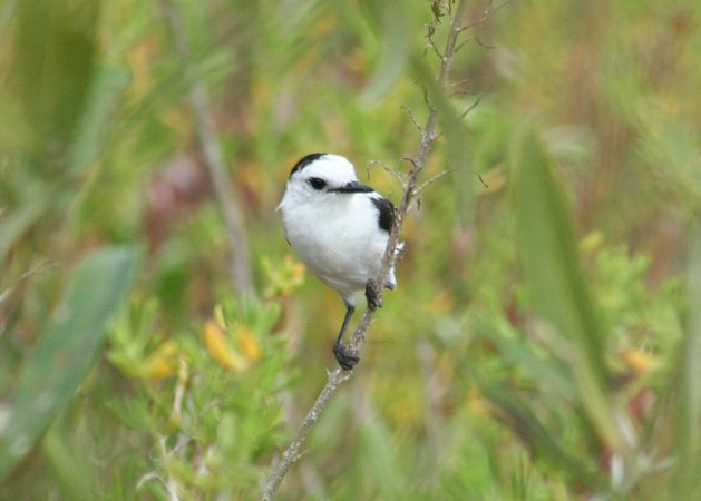 Photo (5): Pied Water-Tyrant