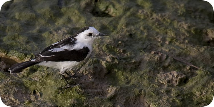 Photo (8): Pied Water-Tyrant
