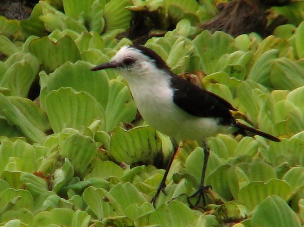 Photo (16): Pied Water-Tyrant