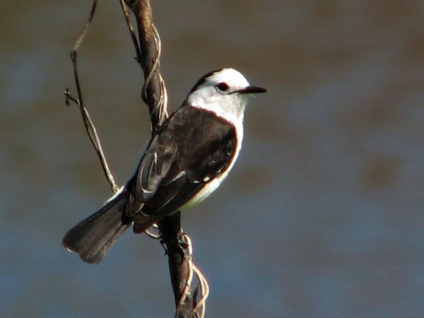 Photo (6): Pied Water-Tyrant