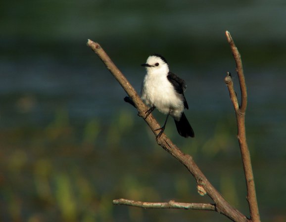 Photo (12): Pied Water-Tyrant
