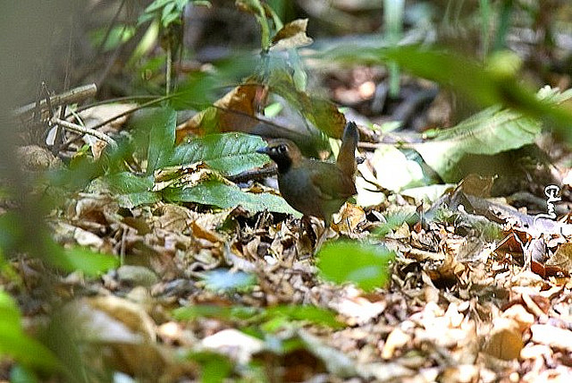 Photo (1): Black-faced Antthrush