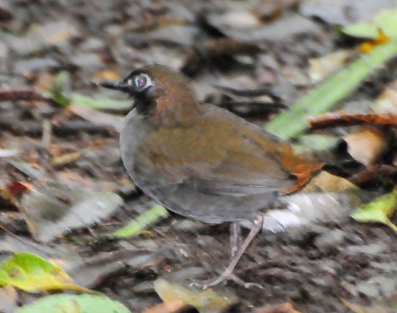 Photo (2): Black-faced Antthrush