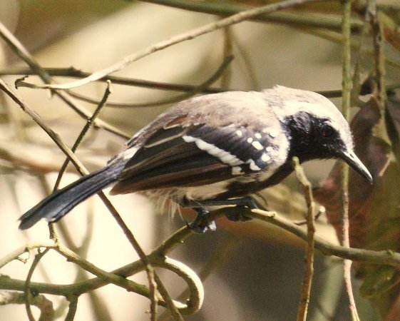 Photo (3): White-fringed Antwren