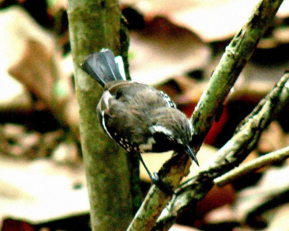 Photo (1): White-fringed Antwren