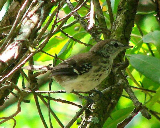 Photo (2): White-fringed Antwren