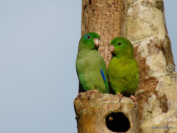 Photo (5): Spectacled Parrotlet