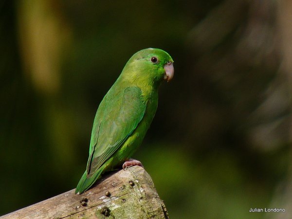 Photo (10): Spectacled Parrotlet