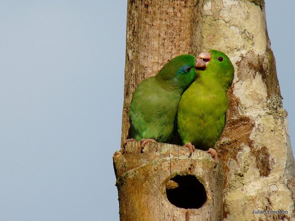 Photo (2): Spectacled Parrotlet