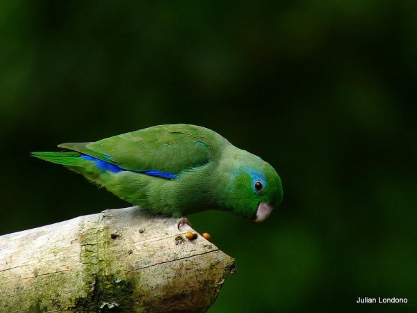 Photo (6): Spectacled Parrotlet