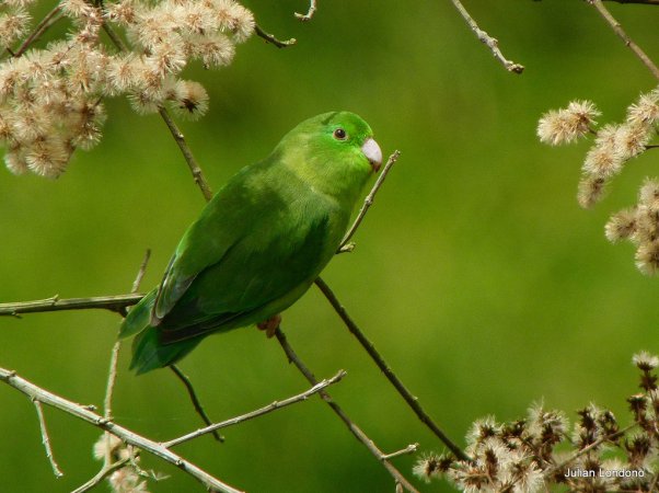 Photo (7): Spectacled Parrotlet