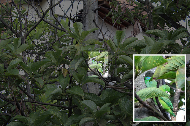 Photo (11): Spectacled Parrotlet