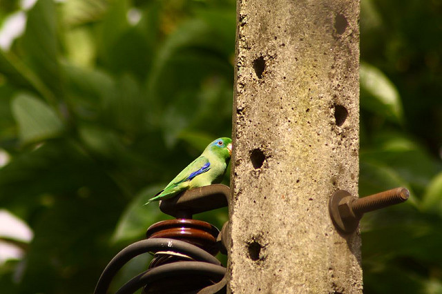 Photo (3): Spectacled Parrotlet