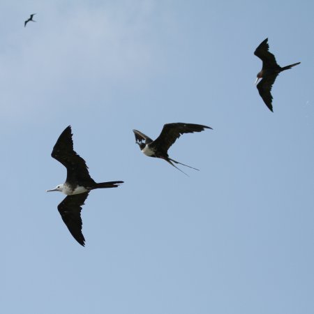 Photo (20): Magnificent Frigatebird