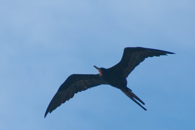 Photo (16): Magnificent Frigatebird
