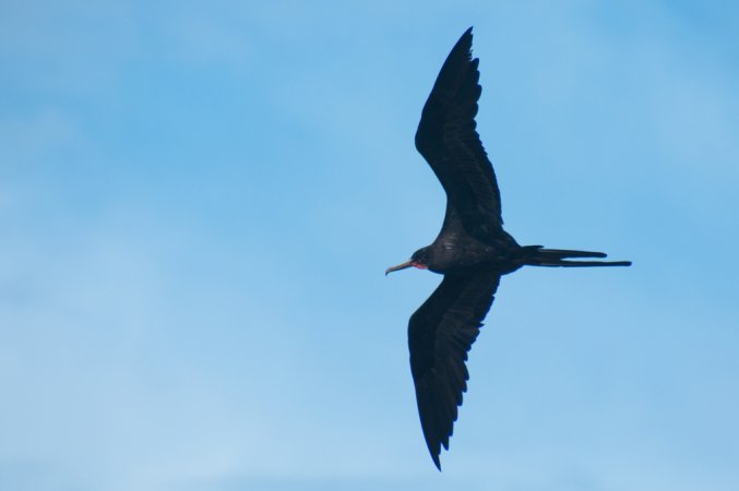 Photo (19): Magnificent Frigatebird