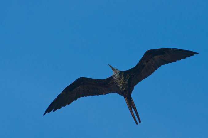 Photo (23): Magnificent Frigatebird