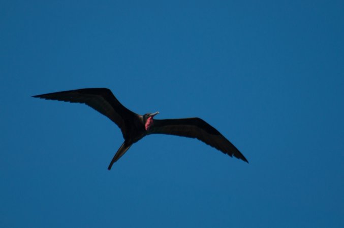 Photo (18): Magnificent Frigatebird
