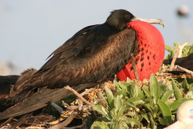 Photo (1): Great Frigatebird