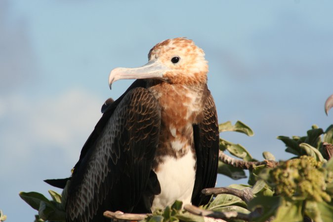 Photo (9): Great Frigatebird