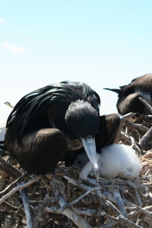 Photo (7): Great Frigatebird