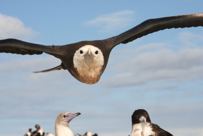 Photo (11): Great Frigatebird