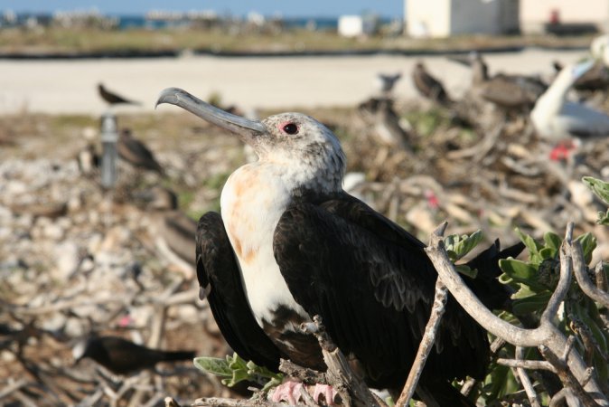 Photo (10): Great Frigatebird