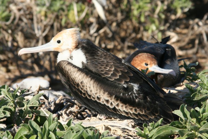 Photo (12): Great Frigatebird