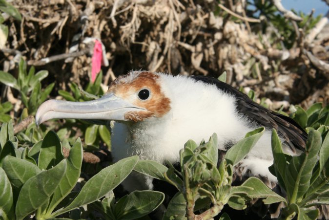 Photo (14): Great Frigatebird