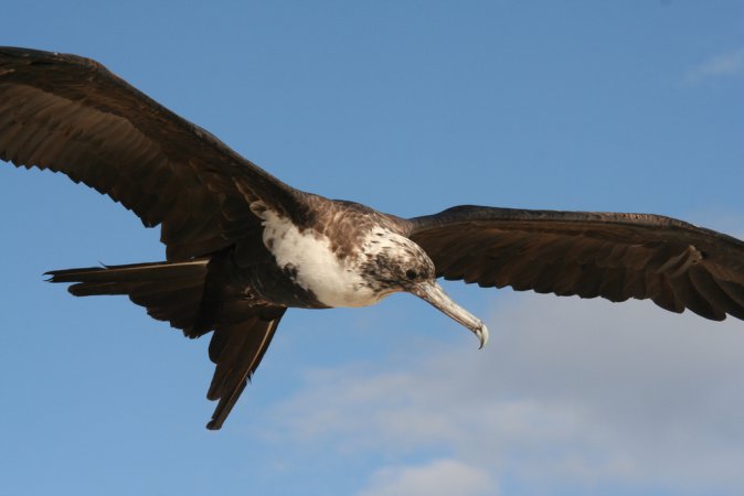 Photo (13): Great Frigatebird