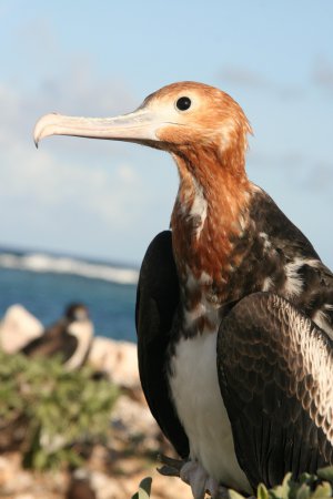 Photo (8): Great Frigatebird