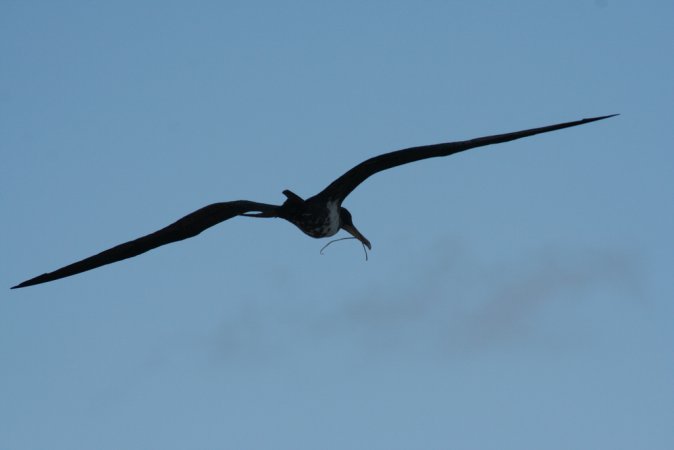 Photo (2): Great Frigatebird