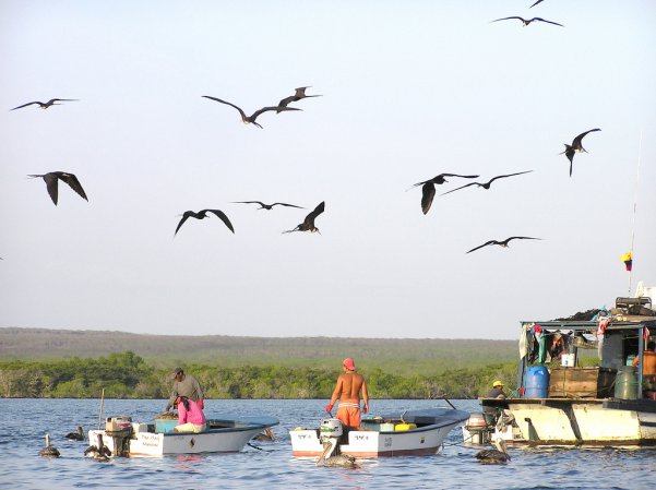 Photo (5): Great Frigatebird