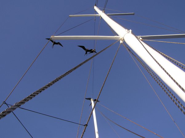 Photo (4): Great Frigatebird