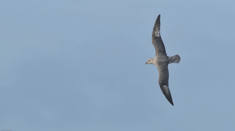 Photo (12): Northern Fulmar